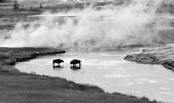 Bison faceoff